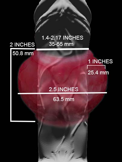 Sex toy measurement